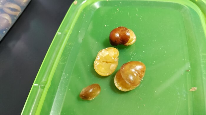 ファミマの皮ごと食べられるイカリ豆を袋から3粒ほど出したところ